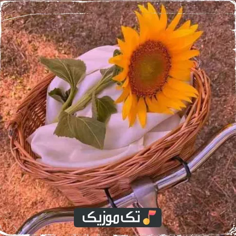 سعید پورسعید تو مثل گلی ناز و خوشگلی