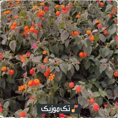 ای باغ گلم نوبر بهارم یاغوت لبات دونه انارم